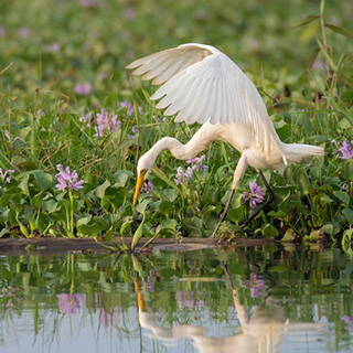 Kumarakom - Grote zilverreiger